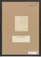Diatomeae indet. Zeichnungen Sammlung Grunow Nr. 5058 (NHMW-BOT-W0373323)